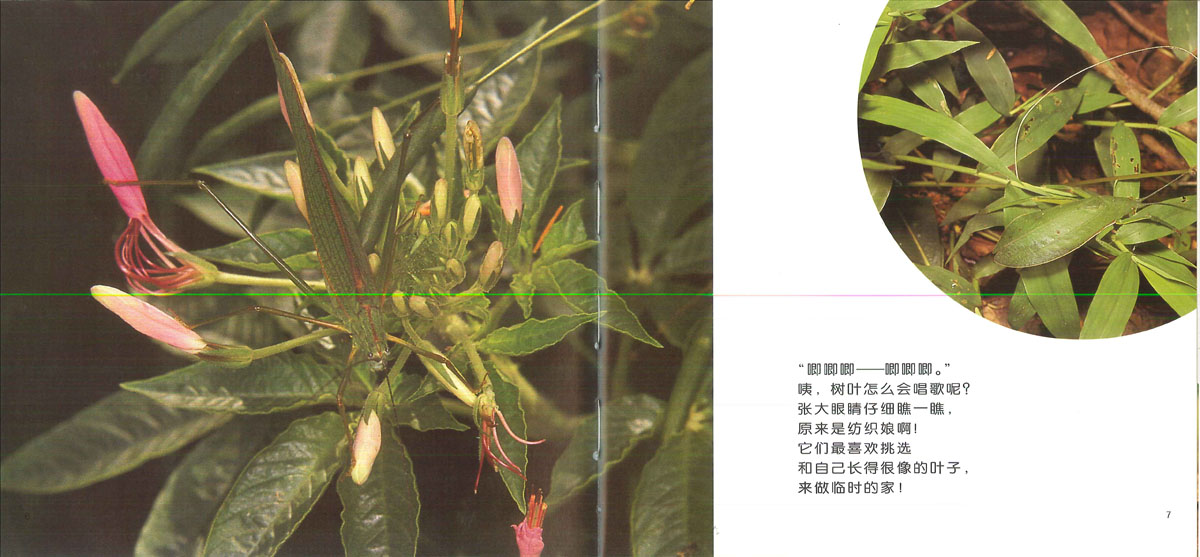 昆虫躲猫猫 (04),绘本,绘本故事,绘本阅读,故事书,童书,图画书,课外阅读